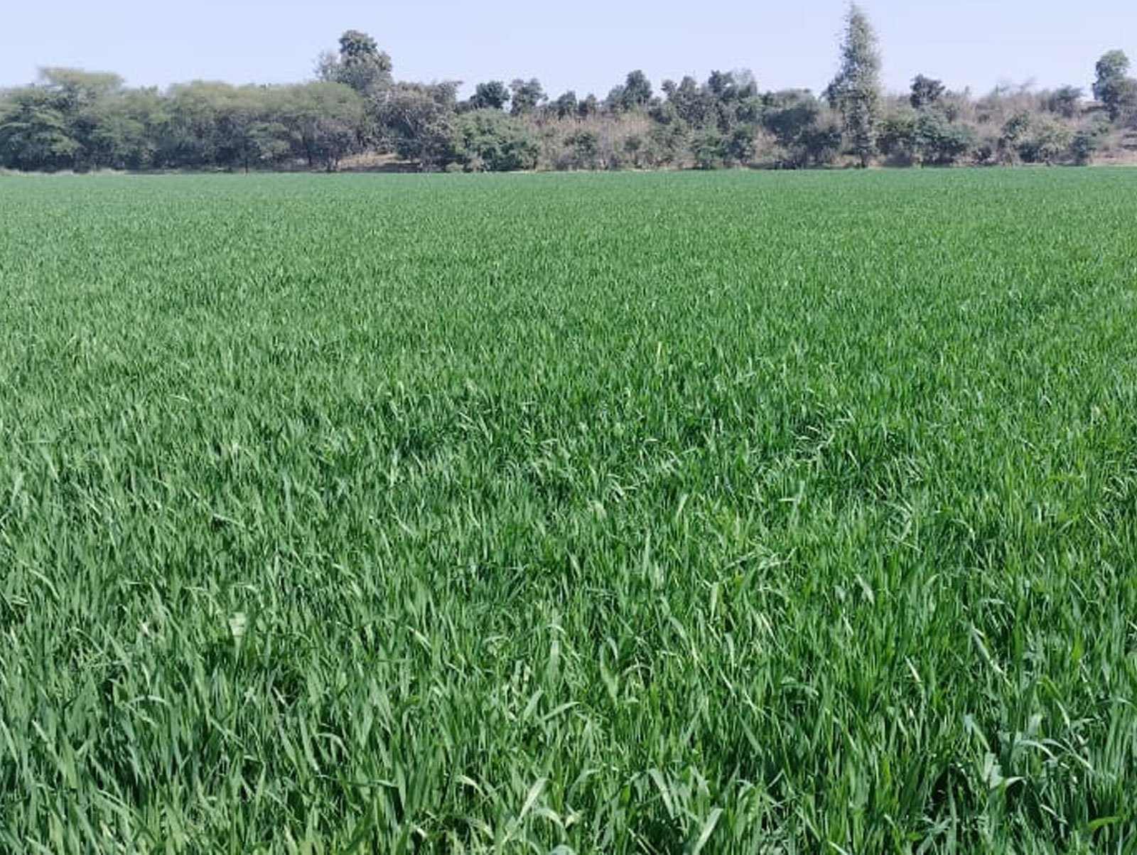 Agriculture Land - Village Anwalikheda